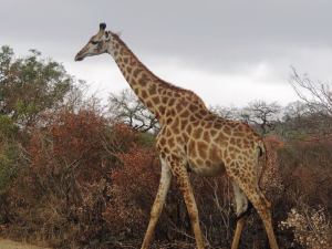2561-giraffe